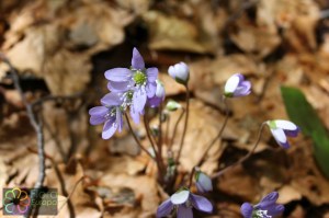 Hepatica nobilis (1).jpg